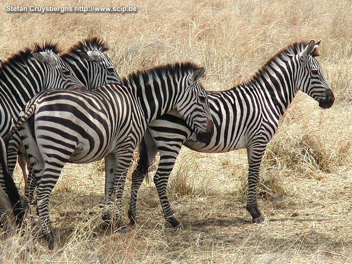 Tarangire - Zebras Zebra's in Tarangire National Park. Tarangire is een van de minder bekende wildparken maar het heeft wel één van de grootste olifantenpopulaties van het land. Bovendien heeft het unieke landschappen met talrijke enorme baobabs (apebroodboom).  Stefan Cruysberghs